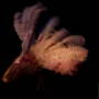 emillie_musicpress_2012_dano-24